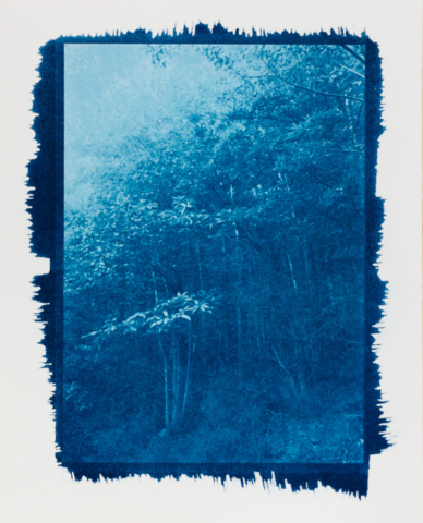 In The Forest In The Forest