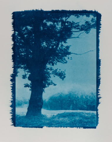Lonely Tree Lonely Tree